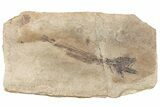 Oligocene Fossil Codfish (Paleogadus) - Poland #320619-1